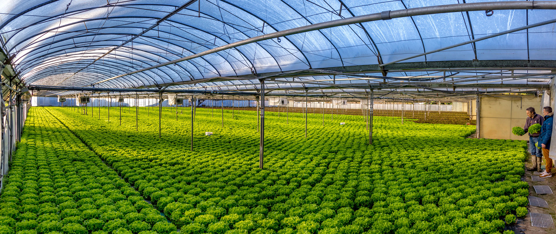 Copadel : Producteur - Vente directe